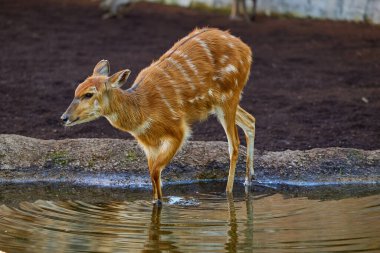 Orta Afrika 'da bulunan sitatunga ya da antilop