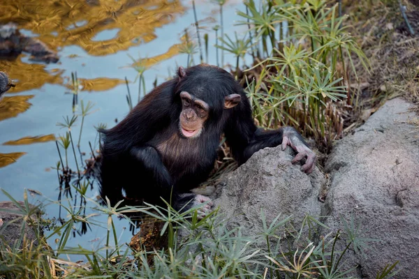 A young chimpanzee sits alone on a rock near the water
