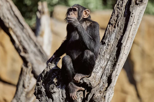 A young chimpanzee sits on a dry tree and eats something
