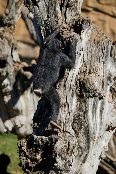 A young chimpanzee climbs a tree