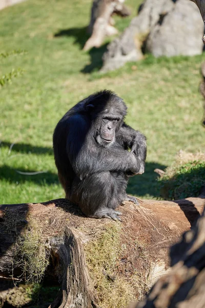 stock image Chimpanzee sits on a rock by the water alone