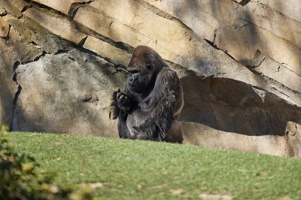 Ein Männlicher Gorilla Sitzt Allein Auf Seinen Hinterbeinen Der Nähe — Stockfoto