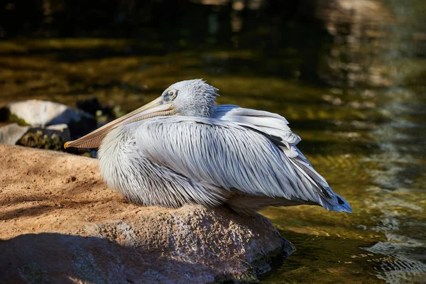 Curly Pelican Sits Close River Water — Stock Photo, Image
