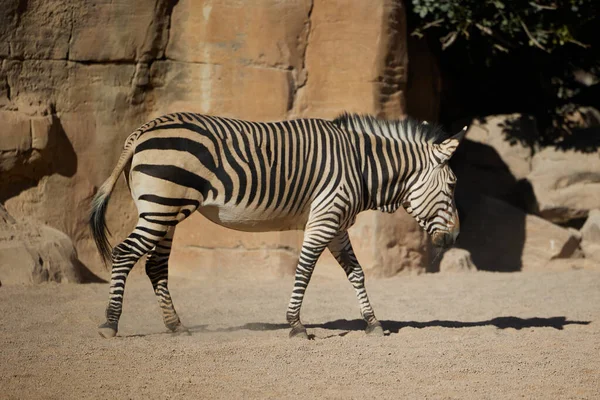An adult zebra walks along the rock and casts a shadow