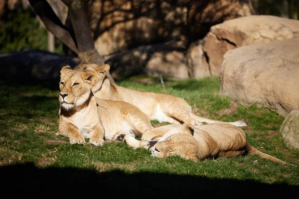 三匹の雌ライオンが岩の横の太陽の下で草の上に横たわっています — ストック写真
