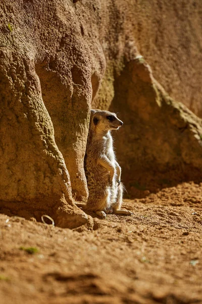 Meerkat Stands Alone Large Stone — Stock Photo, Image