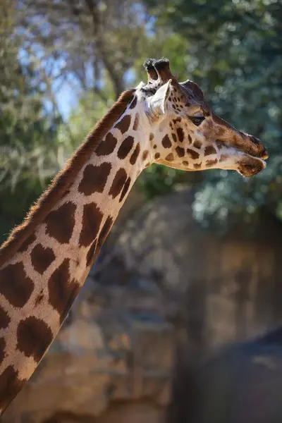 Kopf Einer Giraffe Großaufnahme Gegen Himmel Und Bäume — Stockfoto