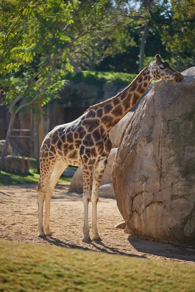 Tête Une Girafe Gros Plan Contre Ciel Les Arbres — Photo