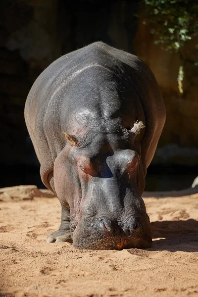 stock image A large African hippopotamus basks in the sun