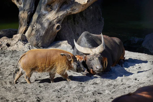 African Forest buffaloes lie in the sun. Red river hog, Potamochoerus porcus, also known as the bush pig.