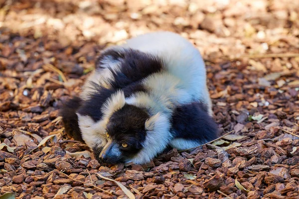 Cute lemurs sleeping soundly together or not