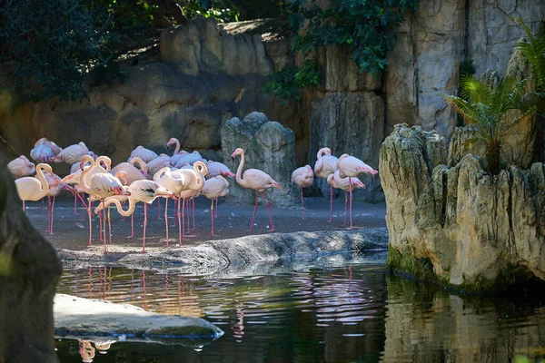 Rosafarbene Flamingos Schlafen Der Nähe Von Felsen Und Bäumen — Stockfoto
