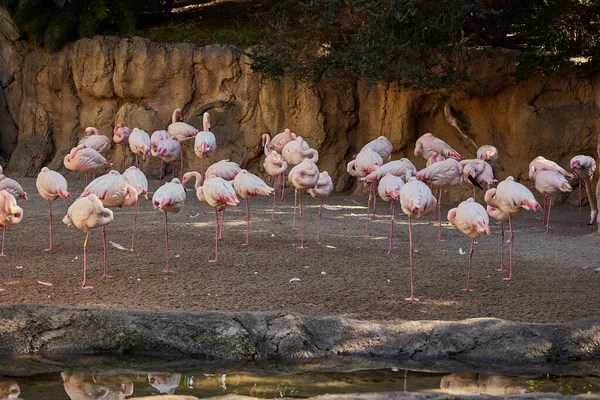 Pembe flamingolar kayaların ve ağaçların yanında uyurlar.