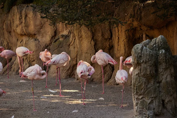 Różowe Flamingi Śpią Pobliżu Skał Drzew — Zdjęcie stockowe