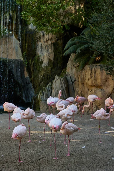 Flamingos Rosa Dormem Perto Rochas Árvores — Fotografia de Stock
