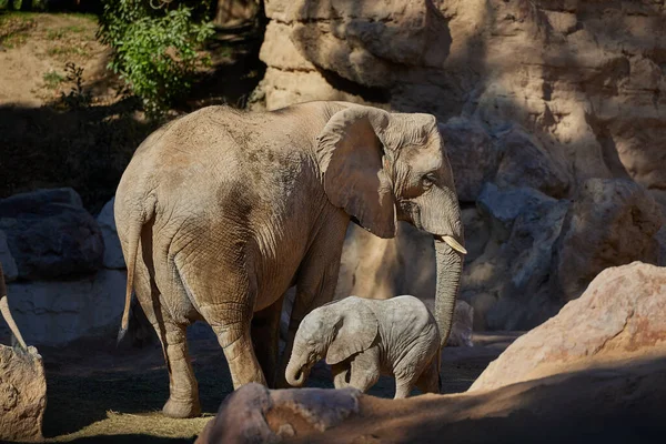 Elephant mum and baby elephant walk in the jungle of Thailand. Sweet elephant family