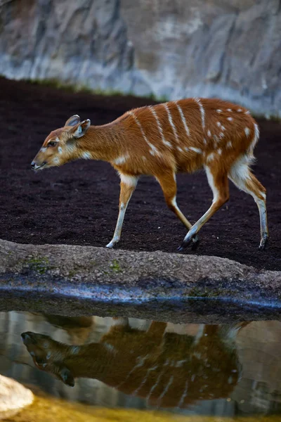 stock image The sitatunga or antelope found throughout central Africa