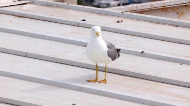 Martı evin çatısında duruyor ve komik boynunu uzatıp etrafına bakıyor.