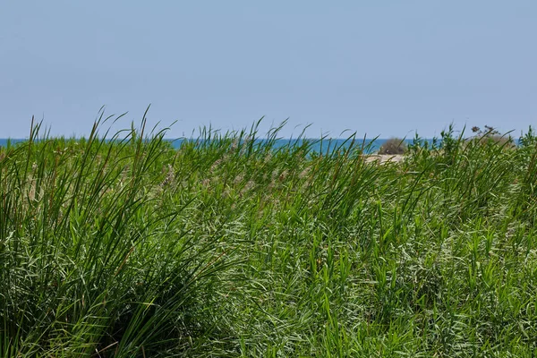 Зеленая Трава Дюнах Фоне Синего Средиземного Моря — стоковое фото