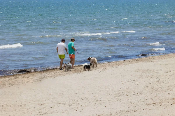 stock image Port Saplaya, Spain - June 4, 2023. Two men walking with four dogs on the beach along the sea.