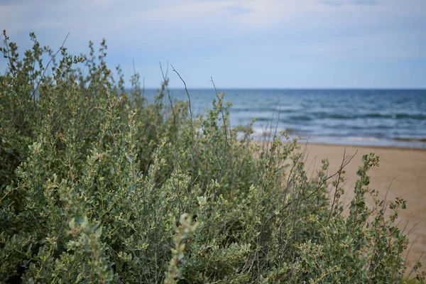 Зеленая Трава Дюнах Фоне Синего Средиземного Моря — стоковое фото