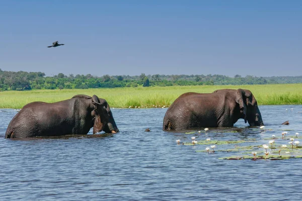 Twee Afrikaanse Olifanten Steken Rivier Een Zonnige Dag Botswana Afrika — Stockfoto