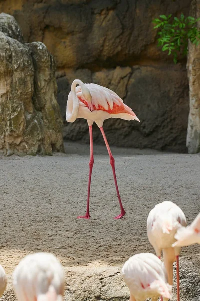 Schöne Aufnahme Eines Flamingos Der Auf Dem Sand Geht Und — Stockfoto