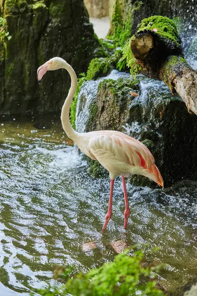Eine Schöne Aufnahme Eines Flamingos Der Wasser Bleibt Mit Einem — Stockfoto