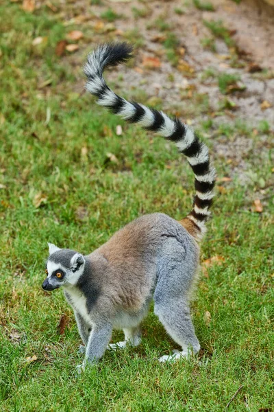 Ring Tailed Lemur Lemur Catta Walks Grass — Stock Photo, Image
