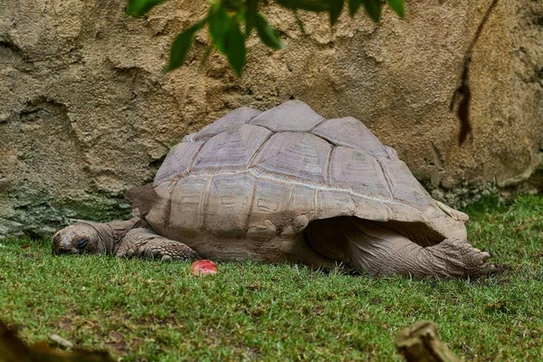 Een Grote Schildpad Slaapt Met Zijn Kop Poten Uitgestrekt Zeer — Stockfoto