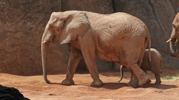 Мать Теленок Африканских Слонов Идут Скале Медленное Движение — стоковое видео