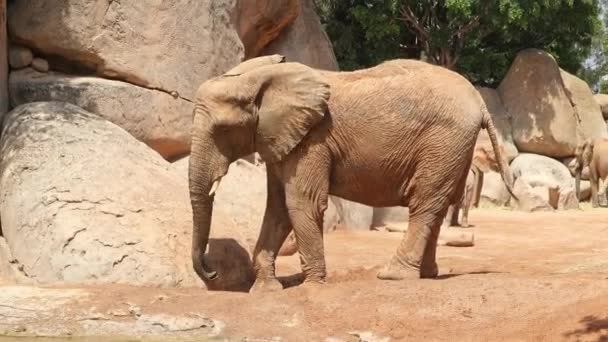 Éléphant Africain Jette Sable Pour Protéger Soleil Mouvement Lent — Video
