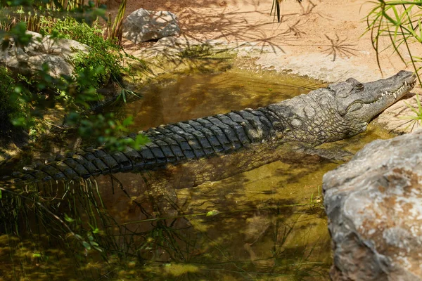 Een Krokodil Rust Schaduw Van Bomen Een Vijver Met Zijn — Stockfoto