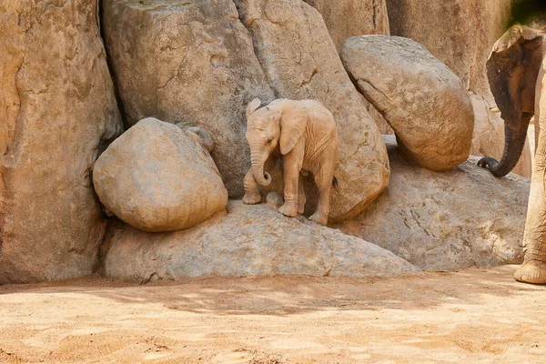 A baby elephant climbs a stone at the foot of a cliff