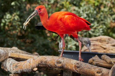 Kızıl Ibis kuşu Eudocimus ruber tropikal balıkçı kuşu İspanya 'nın Valencia şehrinde gagasında karides tutuyor..