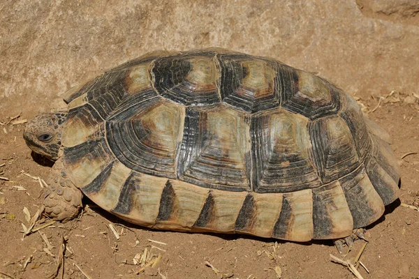 Nahaufnahme Einer Seltenen Wüstenschildkröte Ozeanografischen Valencia Spanien — Stockfoto