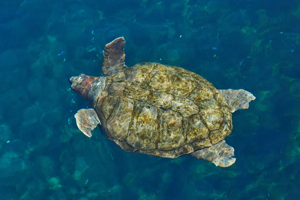Zeeschildpad Zwemmen Blauw Water Grote Zeeschildpad Blauw Water Van Tropische — Stockfoto