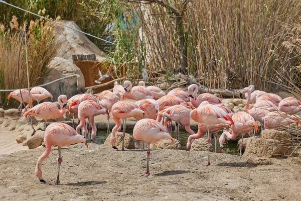 Gruppe Von Rosafarbenen Flamingos Ozeanografischen Valencia Spanien — Stockfoto