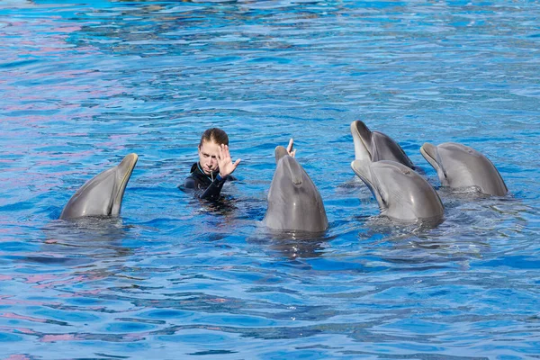 Walencja Hiszpania Kwietnia 2023 Pokaz Delfinów Oceanografic Valencia Hiszpania — Zdjęcie stockowe