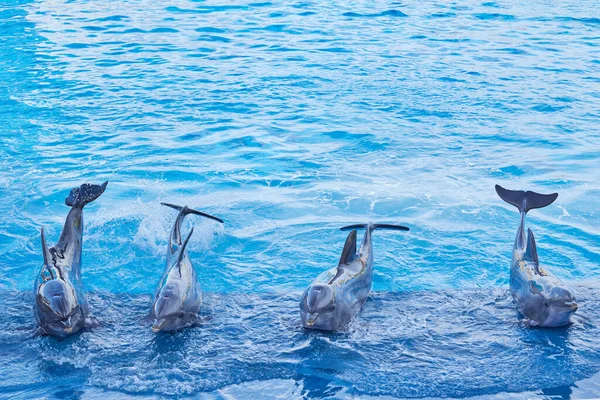 Four Dolphins Dolphin Show Dolphinarium Valencia Spain — Stock Photo, Image