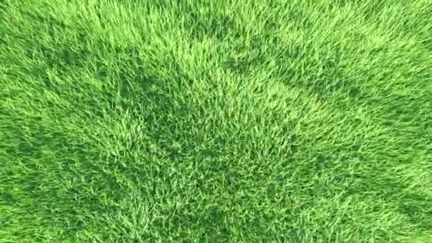 Flygfoto Vinden Skakar Gräset Risfältet Jordbrukskoncept Som Odlar Risväxter Albufera — Stockvideo