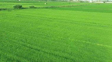 Rüzgarın havadan görünüşü pirinç tarlasında çimleri sallıyor. İspanya Valencia Albufera 'da pirinç yetiştirme kavramı.