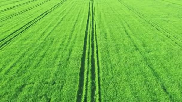 Pemandangan Udara Sawah Dengan Trek Traktor Angin Menggoyangkan Rumput Konsep — Stok Video