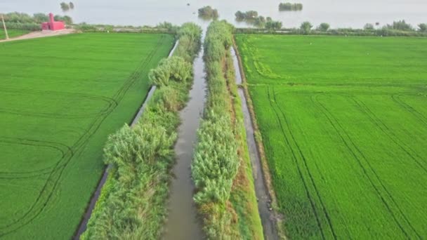 Flygfoto Över Bevattningskanalen Sammansmälter Med Albuferasjön Jordbrukskoncept Som Odlar Risväxter — Stockvideo