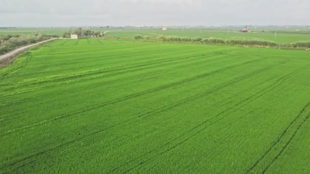 Luchtfoto Van Rijstvelden Met Trekkersporen Landbouwconcept Voor Teelt Van Rijstplanten — Stockvideo