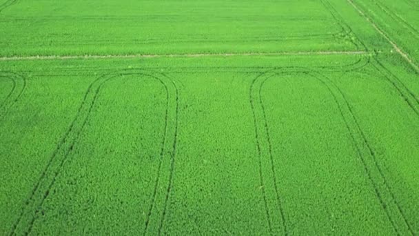 Luchtfoto Van Rijstvelden Met Trekkersporen Landbouwconcept Voor Teelt Van Rijstplanten — Stockvideo