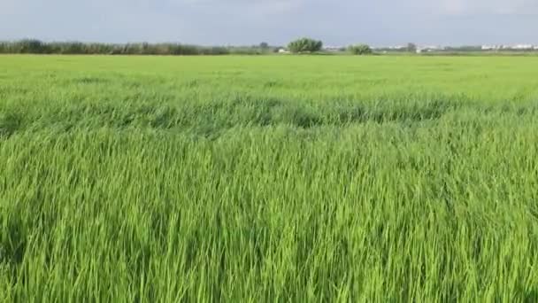 Rumput Bergoyang Dalam Angin Sawah Konsep Pertanian Menanam Padi Albufera — Stok Video