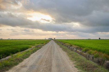 Düz kır yolu ve yeşil tarım arazisi bulutlu gökyüzünde güneş doğarken doğal manzara. İspanya Valencia Albufera 'da pirinç yetiştirme kavramı.