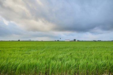 Yeşil pirinç tarlası ve bulutlu gökyüzü. İspanya Valencia Albufera 'da pirinç yetiştirme kavramı.