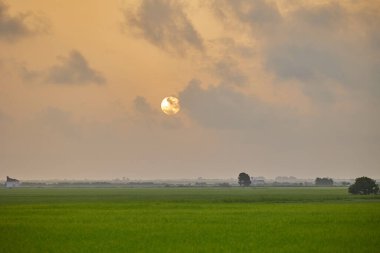 Bulutlu gökyüzünde güzel bir güneşin doğuşuna karşı yeşil pirinç tarlası. İspanya Valencia Albufera 'da pirinç yetiştirme kavramı.